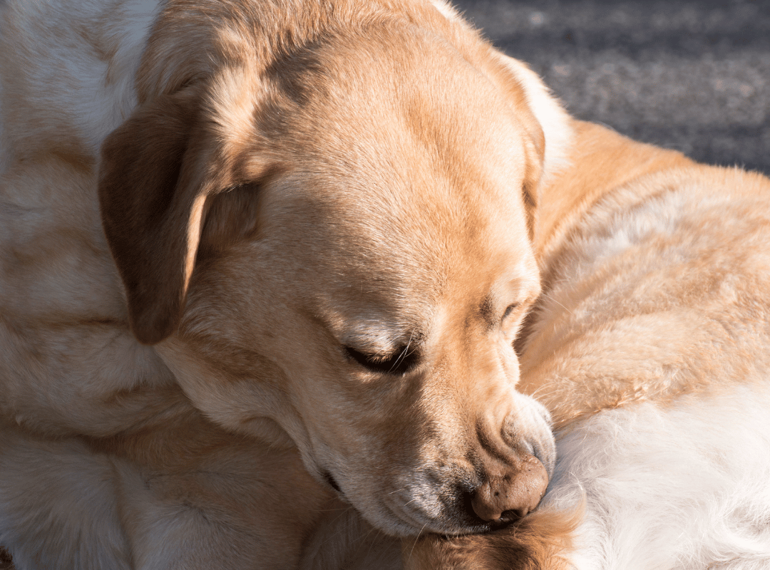 Jeuk bij honden: oorzaken, symptomen en natuurlijke behandelingen