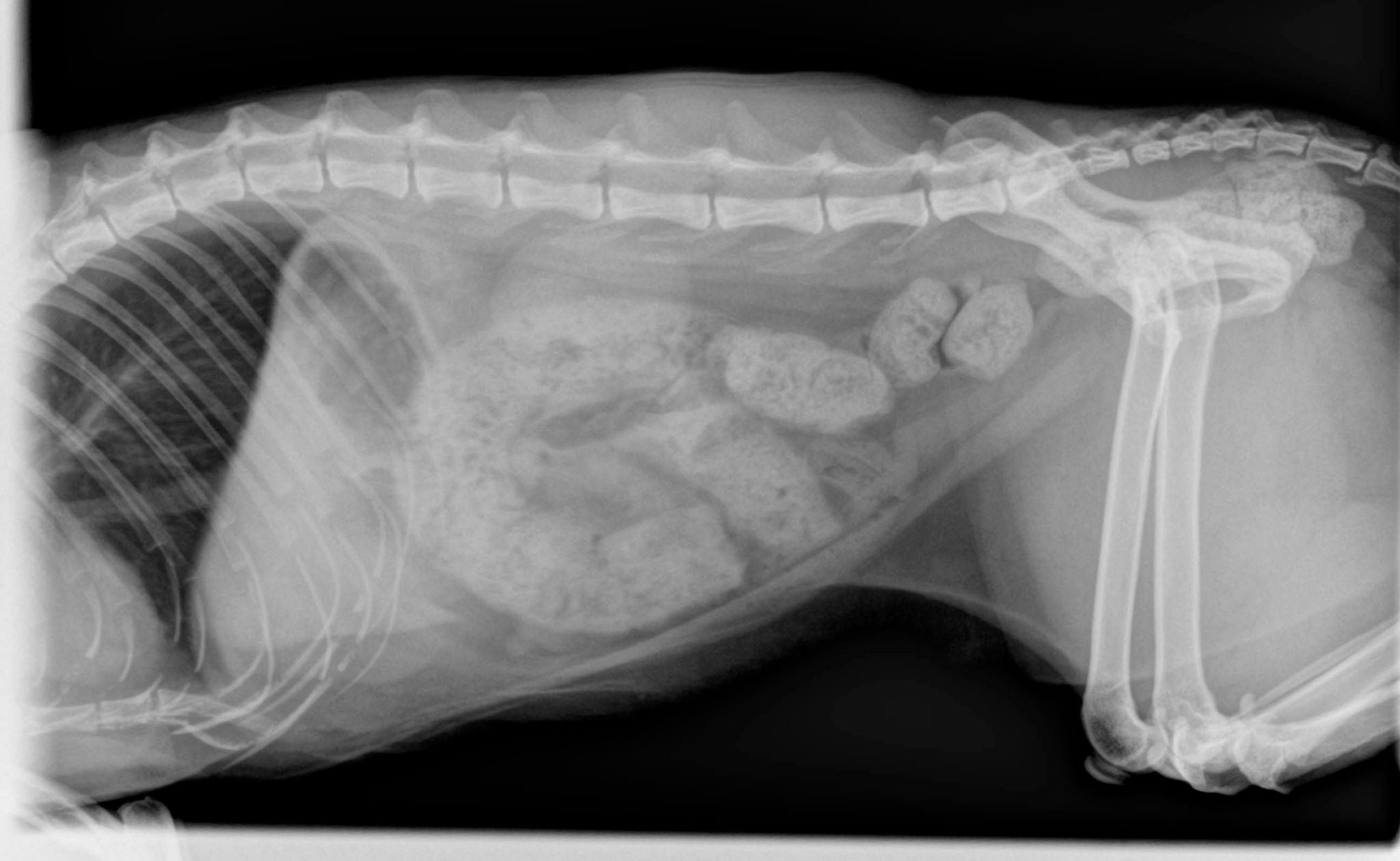 Hoe ga je om met constipatie bij je kat? Tips en natuurlijke oplossingen