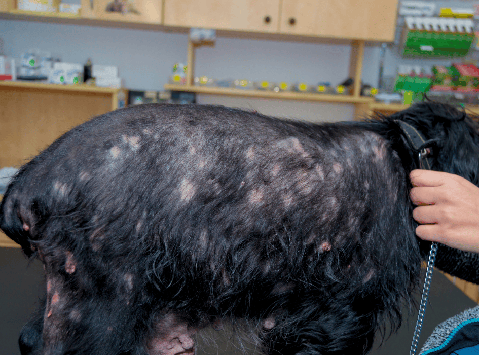 Allergieën bij honden: hoe herken je ze en hoe kun je ze verlichten?