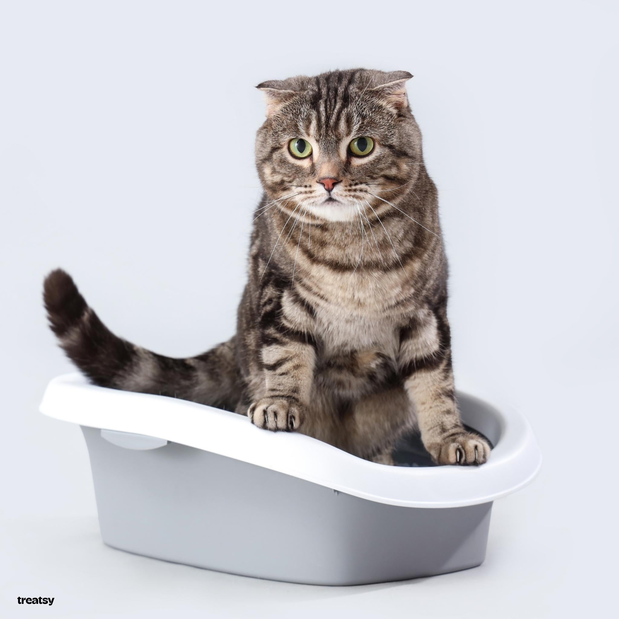 Diarree bij de kat: oorzaken, adviezen en natuurlijke oplossingen om je kat te helpen