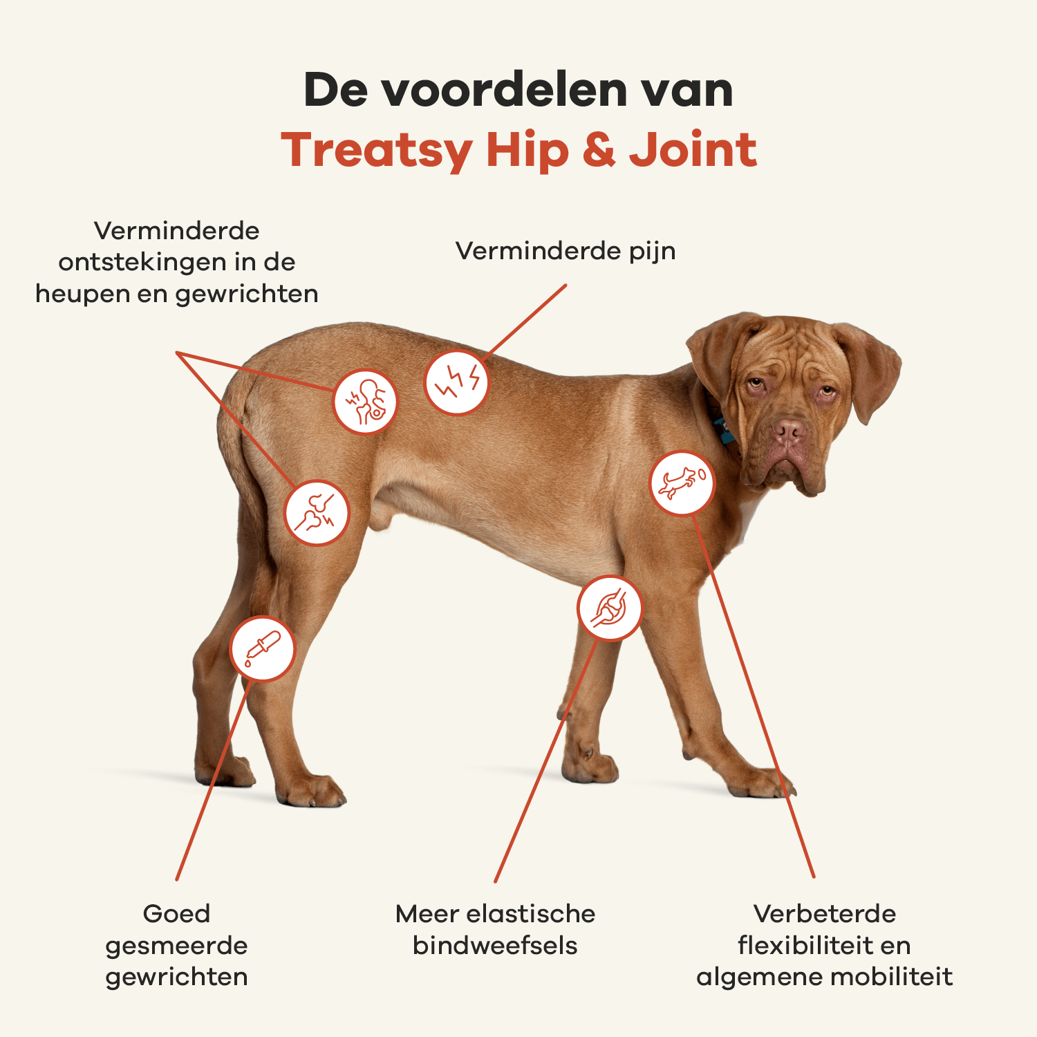 Heup & Gewrichten