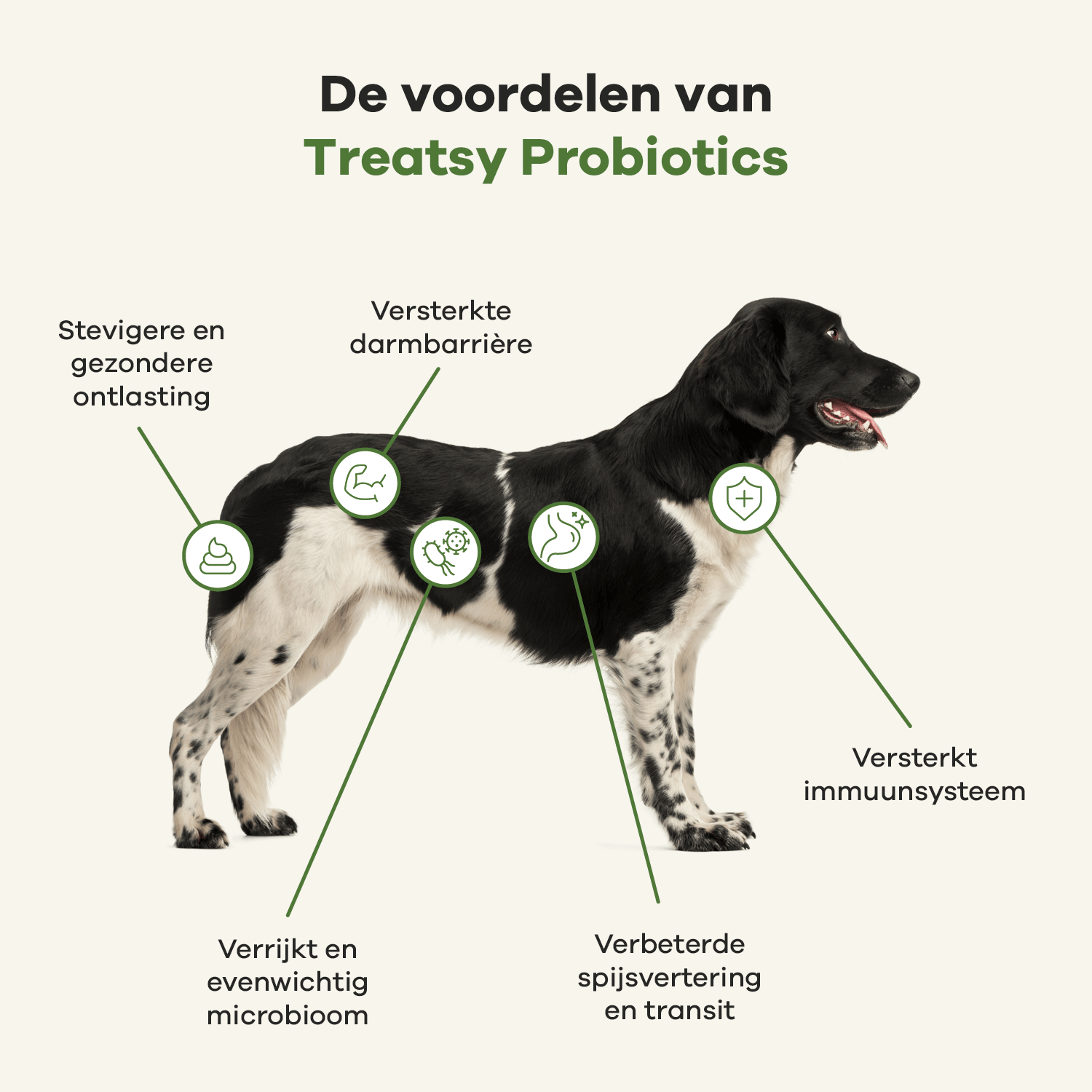 Veterinary Care - Probiotiques pour chien
