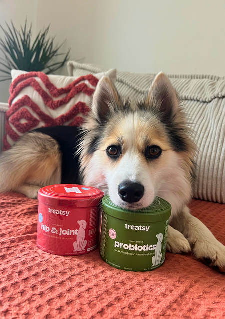 Pomsky avec probiotiques chien pharmacie et complement alimentaire articulation chien