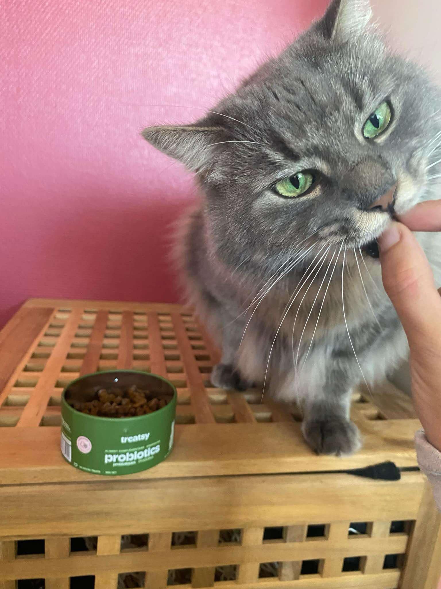 Un chat mange Treatsy Probiotiques, un probiotique naturel pour chat constipé, psyllium pour chat, probiotiques pour chat diarrhée