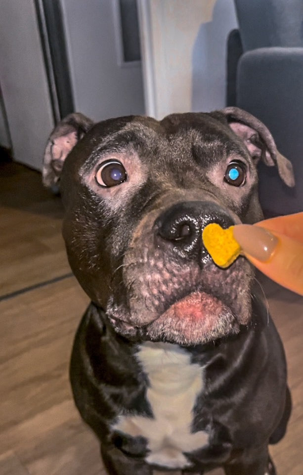 un staffie mange un complément alimentaire pour chien Treatsy
