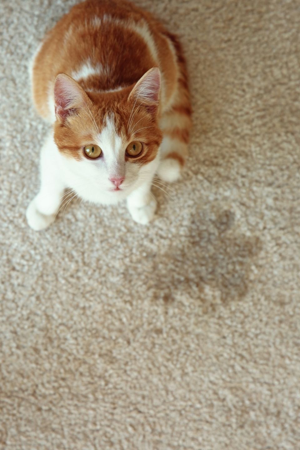 Mijn kat plast overal, wat moet ik doen?