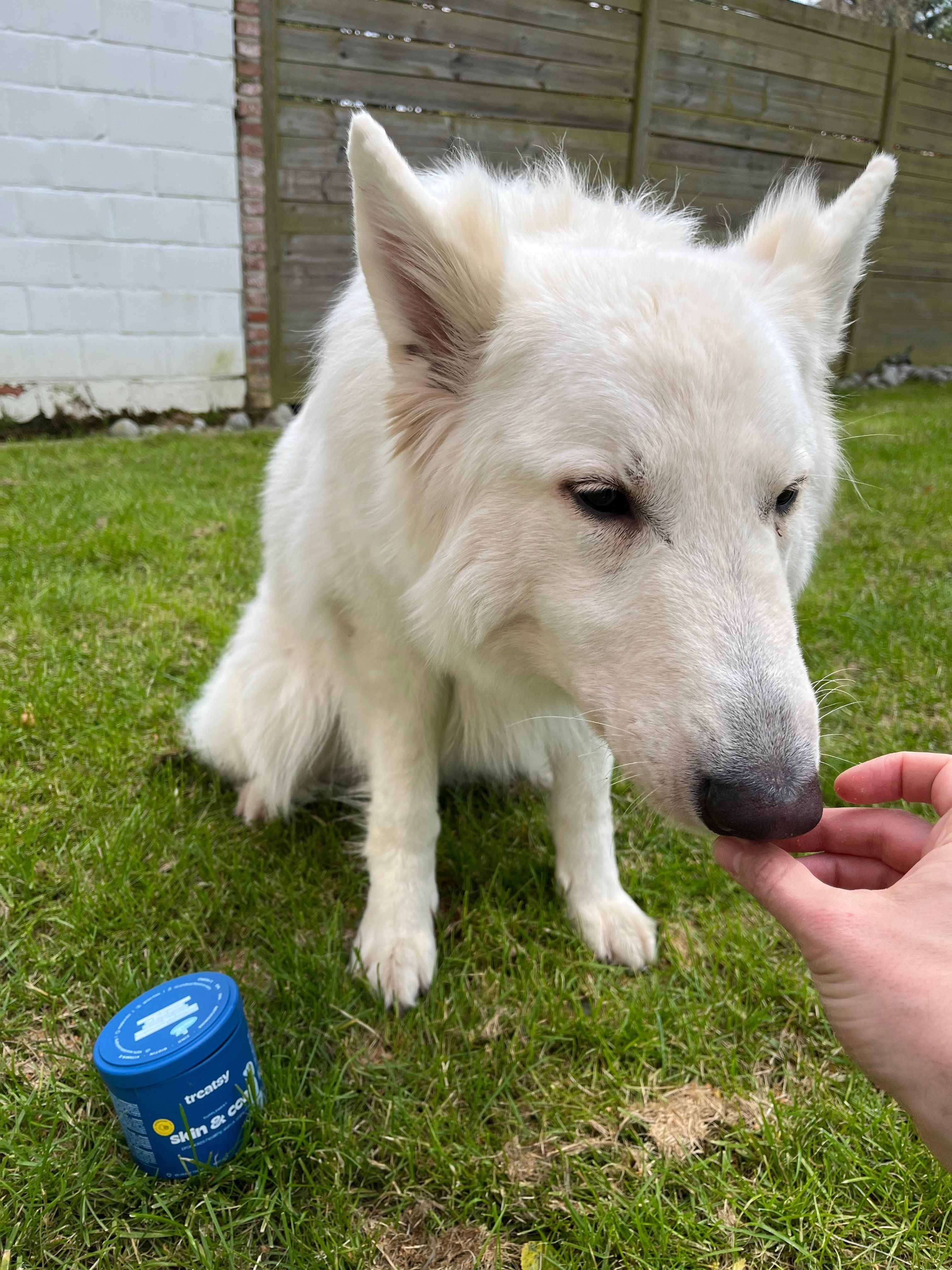 Mijn hond heeft roos in zijn vacht, wat te doen?