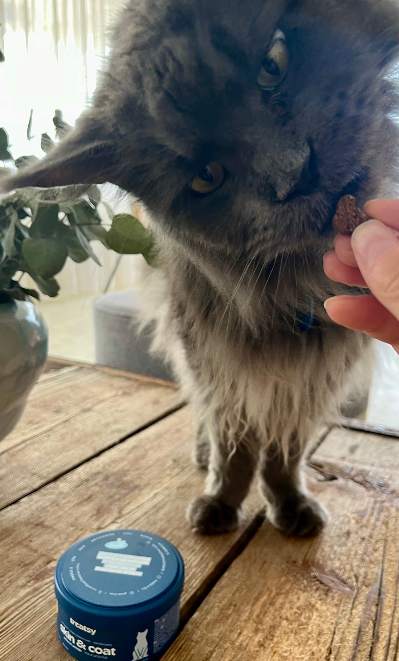 Un main coon mange un complément alimentaire Treatsy Peau & Pelage 