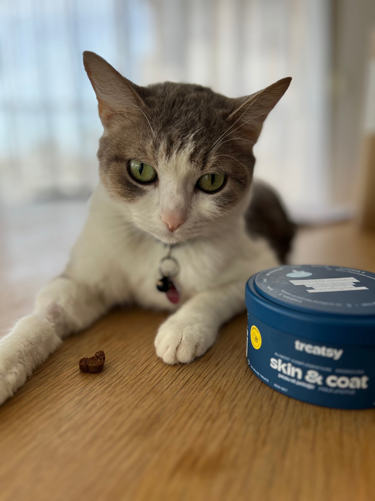 Un jeune chat pose devant la boite de complément alimentaire Treatsy Peau & Pelage formulé pour  lutter contre les problèmes de peau du chat
