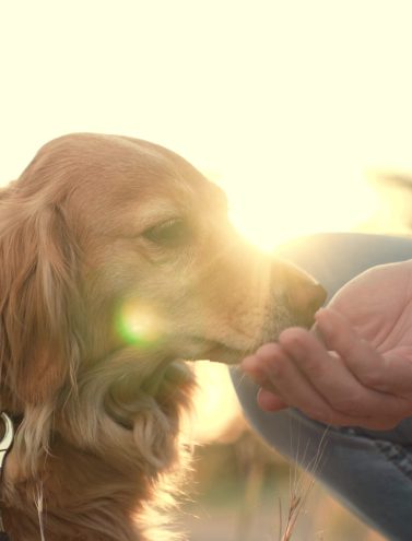 Owner gives snack and strokes adorable cocker spaniel dog walking in park man owner loves and takes care of cocker spaniel dog in spring park man feeds dog in sunset field on country weekend closeup